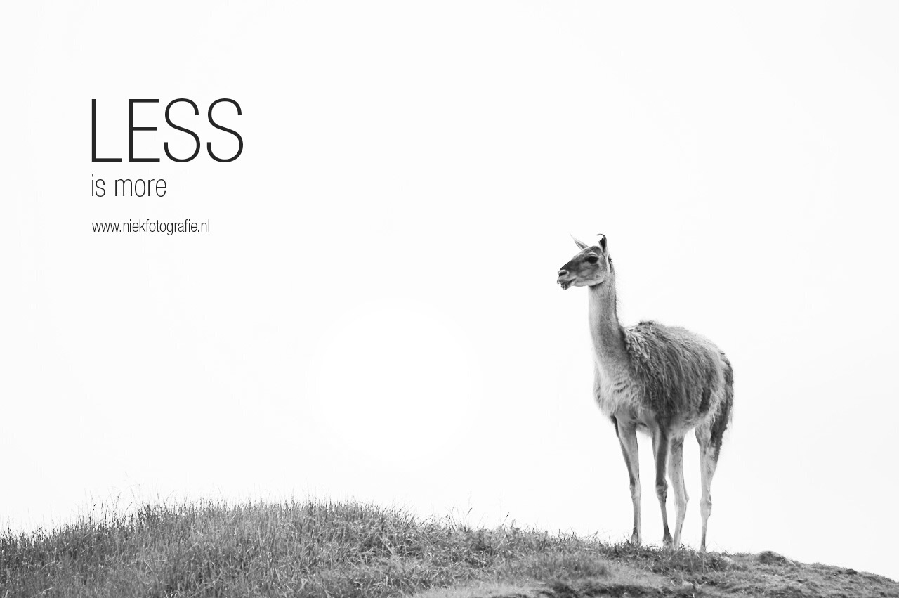 Lama Dierenpark Emmen